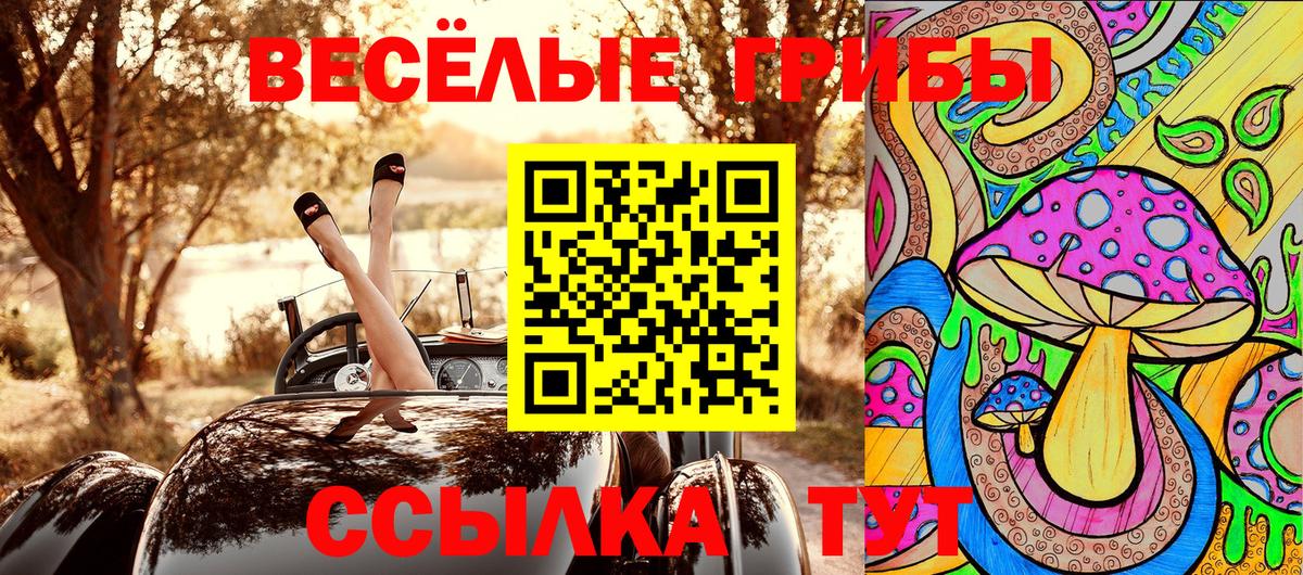 Псилоцибиновые грибы Psilocybe Буйнакск